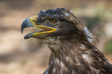 Golden Majesty: Capturing the Beauty of the Diurnal Freedom Eagle in Stunning Imageryの写真素材