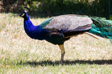 Vibrant Plumage: Stunning Peacock Displaying Colorful Feathersの写真素材