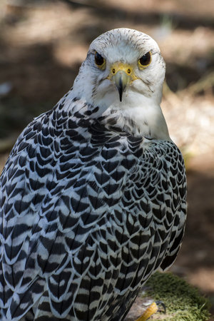 Majestic White Falcon adorned with striking black and gray feathers: A stunning sight to behold in the wild.の写真素材
