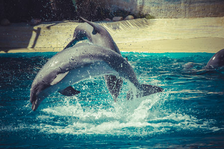 Captivating Marine Moment: Dolphin Leaping Out of the Seaの写真素材