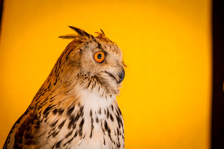 Observing majestic eagle owl at a display of raptors, medieval festivalの写真素材