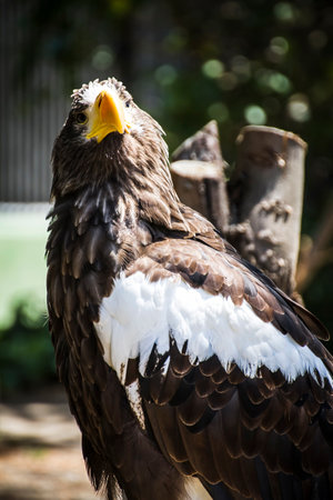 Medieval Fair Raptors: Capturing the Majesty of the Spanish Golden Eagleの写真素材