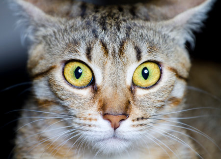 Startled Stare: Capturing the Common Breed Cat's Frightened Eyes in Stunning Imageryの写真素材