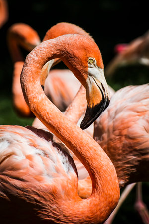Graceful Flamingo: Close-up of Elegant Bird's Long Neck and Detailed Headの写真素材