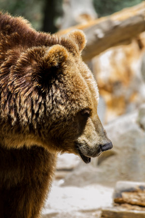 Formidable Spanish Brown Bear: Majestic Mammal of Strength and Powerの写真素材