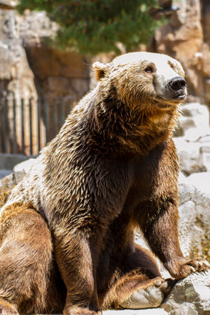 Majestic Spanish Brown Bear: A Powerful and Mighty Wild Creatureの写真素材