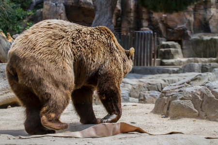 Majestic Brown Bear: A Stunning Mammal in its Furry Gloryの写真素材