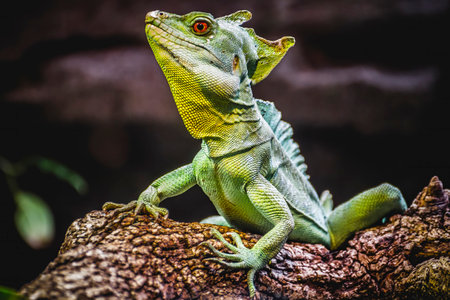 Sunbathing Chameleon: Stunning Scaly Lizard Skin in the Sunlightの写真素材