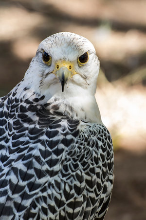 Stunning White Falcon adorned with Black and Gray Feathers: A Captivating Sightの写真素材