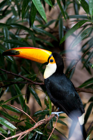 Exquisite toucan perched gracefully on a tree limb: Stunning wildlife photography captured in vibrant detail.の写真素材