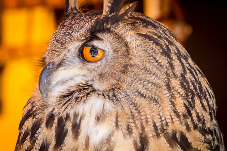 Medieval Fair: Capturing the Majestic Eagle Owl Among Birds of Prey at a Sample Eventの写真素材