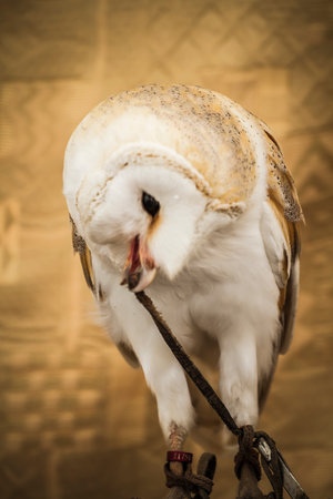 Golden Owl: Captivating Wildlife Portraits in Stunning Detailの写真素材