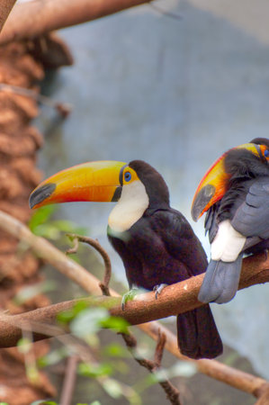 Vibrant Toucan: Capturing the Beauty of Exotic Wildlife in Stunning Imageryの写真素材