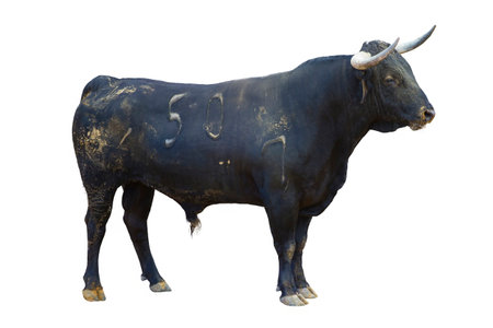 Bullfighting in Spain: Captivating Images of Bullfightingの写真素材