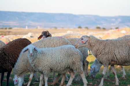 Sun-kissed Spanish Countryside: A Flock of White Sheep Grazing Amongst Rolling Hills and Olive Treesの写真素材