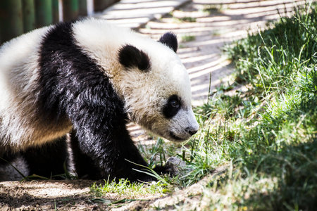 Playful panda bear frolicking in a lush tree: Stunning wildlife photography capture.の写真素材
