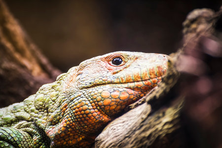 Sunbathing Reptilian Scales: A Stunning Display of Scaly Lizard Skin in the Sunの写真素材
