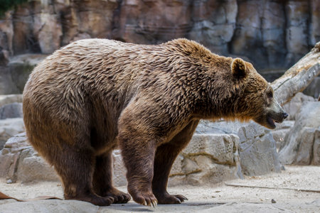 Stunning and Fluffy Brown Bear: Capturing the Beauty of this Majestic Mammalの写真素材
