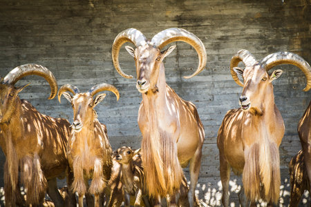 Captivating Capricorn: Stunning Spanish Ibex - The Quintessential Animalの写真素材