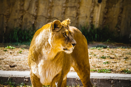 Majestic Lioness Relaxing in the Wild, Beautiful Mammal with Golden Brown Coatの写真素材