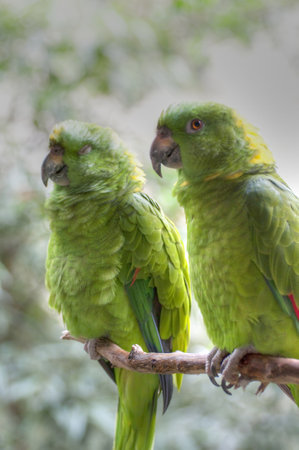 Vibrant Parrot Photography: Capturing the Colorful Beauty of Exotic Birdsの写真素材