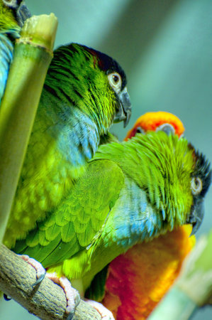Vibrant Parrot Photography: Capturing Colorful Feathers and Playful Personalitiesの写真素材