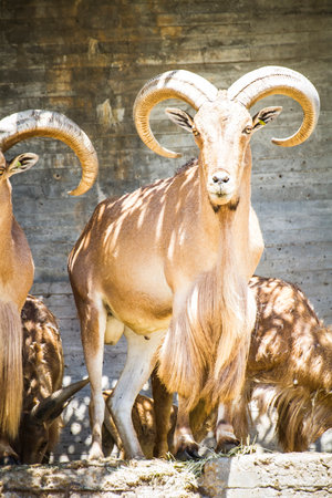 Spanish Ibex: Capturing the Beauty of a Majestic Group in the Huntの写真素材