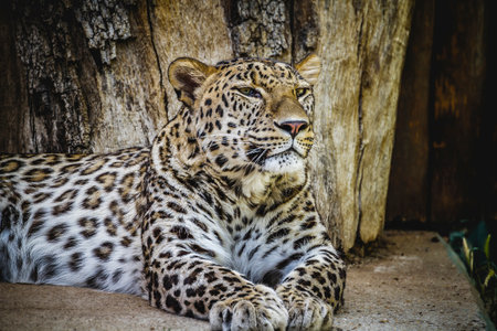 Majestic Leopard: Resting Wildlife Beauty with Spotted Skinの写真素材