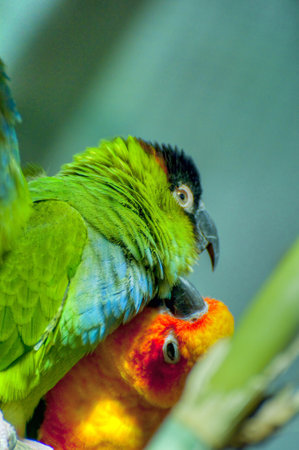 Vibrant Parrot Photography: Capturing the Colorful Beauty of Exotic Birdsの写真素材