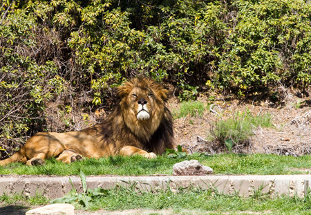 Roar of the Wild: Captivating Images of the Majestic Lion, Panthera leoの写真素材