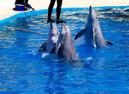 Captivating Moment: Dolphin Leaping from the Seaの写真素材