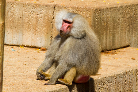 Male Baboon: Capturing the Wild Essence of Papio Hamadryas Ursinusの写真素材