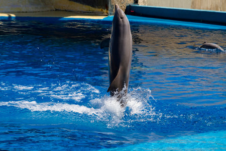 Mesmerizing Moment: Dolphin Leaping above the Ocean Wavesの写真素材