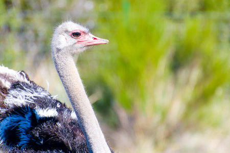 African Ostrich: Capturing the Beauty of Wildlife in Africa's Countrysideの写真素材