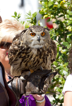 Golden Owl: A Stunning Display of Birds of Prey Captured in Breathtaking Imagesの写真素材