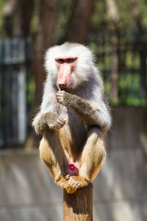 Wild and Majestic: Capturing the Essence of a Male Baboon (Papio hamadryas ursinus) in Stunning Imageryの写真素材