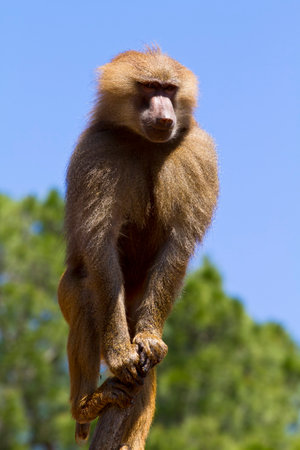 Captivating Images of the Majestic Hamadryas Baboon: A Photographer's Guide to Wildlife Content Creationの写真素材