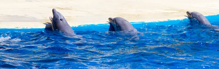 Mesmerizing Dolphin Leaping from the Ocean Waves: A Stunning Image of Grace and Freedomの写真素材