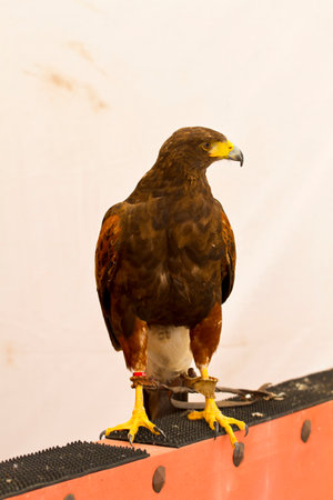 Capturing the Majesty: Stunning Images of Golden Eagles by Expert Stock Photographerの写真素材