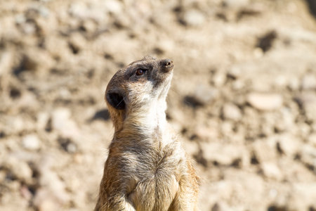 Captivating Close-Up: Stunning Meerkat Portrait Photographyの写真素材