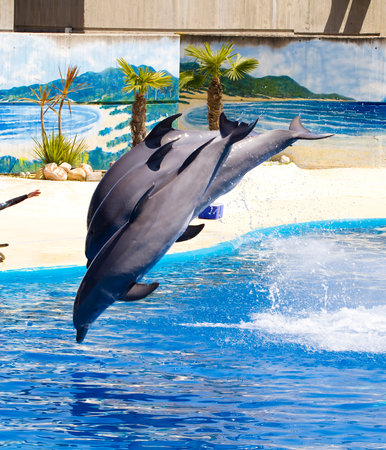 Captivating shot of a dolphin leaping out of the ocean wavesの写真素材