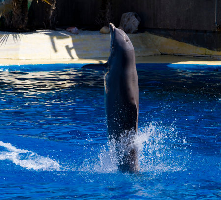 Captivating shot of a dolphin leaping out of the sea in a stunning display of agility and graceの写真素材