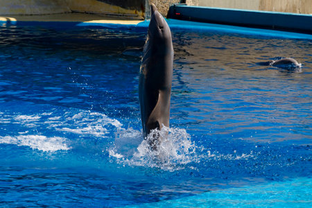 Graceful Dolphin Leaps from Ocean Waves: Stunning Sea Escape Photographyの写真素材
