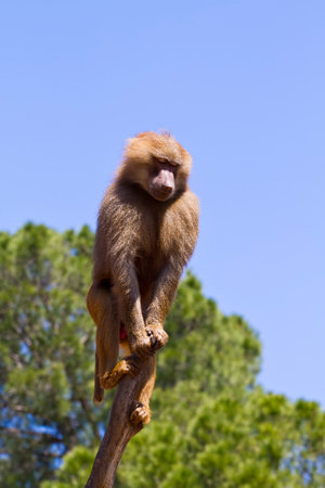 Captivating Baboon Portraits: Stunning Images of Papio hamadryas ursinus in their Natural Habitatの写真素材