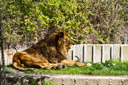 Roar of the Wild: Captivating Images of the Majestic Lion, Panthera leoの写真素材