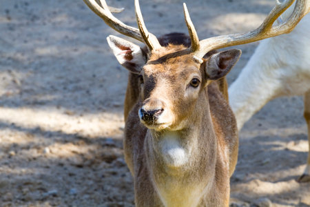 Antlered Beauties: Captivating Images of Deer with Majestic Hornsの写真素材