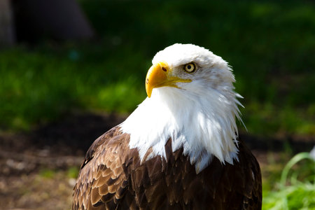 Capturing the Majesty: Stunning Images of the American Bald Eagle in its Natural Habitatの写真素材