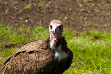 Roaring Raptors: A Captivating Collection of Images Featuring Majestic Birds of Preyの写真素材