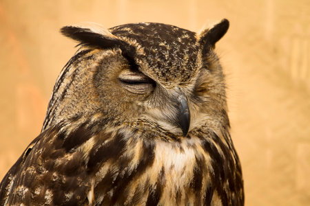 Captivating Golden Owl Portrait: A Stunning Image for Your Content Needsの写真素材