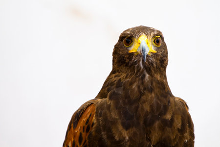Golden Eagle: Majestic Images of the King of the Skiesの写真素材